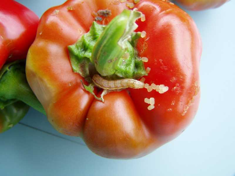 Tomato fruitworm / corn earworm